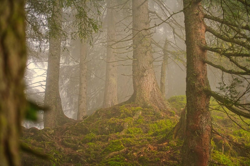 Enchanting Forest